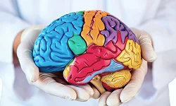 Макет мозга